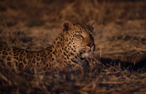 Leopard lying on the ground in Namibia.