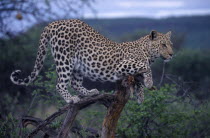 Leopard standing on a tree branch in Namibia.