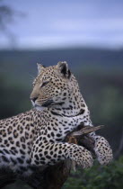 Leopard lying on tree branch in Namibia.