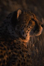Close up profile of cheetah in evening light in Namibia.