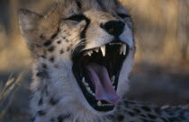 Close up of a cheetah with its mouth open wide in Namibia.