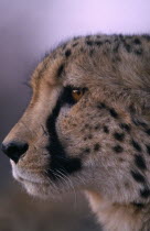 Close up profile shot of a cheetah in Namibia.