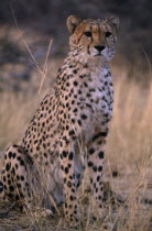 Close up of sitting cheetah in Namibia.