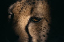 Extreme close up of the partially shadowed face of a Cheetah in Namibia.