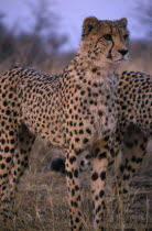 Close up of a standing Cheetah in Namibia.