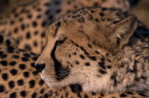 Close up profile shot of a Cheetah in Namibia.