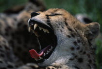Portrait of a Cheetah   Acinonyx jubatus   with its mouth open wide.