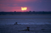 Two Cheetahs   Acinonyx jubatus   lying down in open landscape with colourful sunset on the horizon  Etosha National Park.