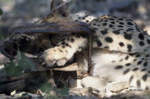Cheetah   Acinonyx jubatus   with its paw caught in a gintrap.