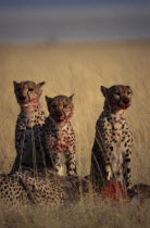 Pack of Cheetahs   Acinonyx jubatus   sitting in long grass with kill  Etosha National Park.