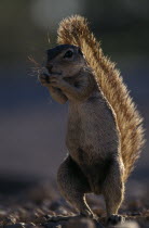 Full length portrait of a Ground Squirrel   Xerus inauris  .