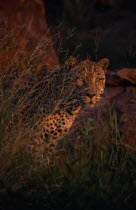 Leopard   Panthera pardus   standing in long grass.