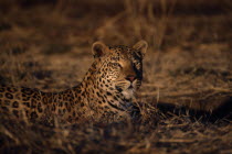 Leopard   Panthera pardus   lying in grass.