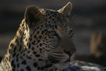 Close up portrait of a Leopard   Panthera pardus  .