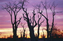 Ghost trees silhouetted by pink and golden sunset.