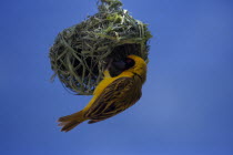 Masked Weaver perched upsidedown on hanging nest made from bits of grass weaved together.