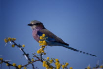 Single Lilac breasted Roller   Coracias caudata   perched on a branch.