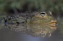 Close up view of a Bullfrog   Pyxicephalus edulis   partially submerged in water.