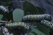 Mopane worms   Imbrasia belina   crawling over leaves.