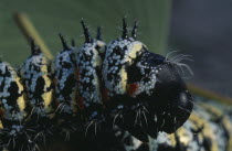 Mopane worms   Imbrasia belina  .