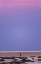 Gemsbok-pan point   Oryx Gazella   standing in the empty desert landscape in pink evening light.