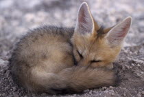Cape Fox   Vulpes chama   curled up in a ball on the ground.