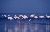 Lesser Flamingo   Poenicopterus minor   standing in shallow water.