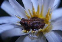 Painted reed frog   Hyperolius sp.   sitting in a flower floating on the waters surface.