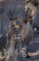 Portrait of a Kalahari Lion   Panthera leo   lying down.