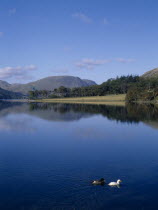 Buttermere.  View north-west with tree covered landscape reflected in lake and pair of ducks on water in the foreground.