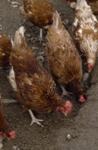 Close up of freee range chickens pecking at the muddy ground.