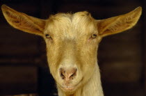 Portrait of a Golden Guernsey goat looking at camera