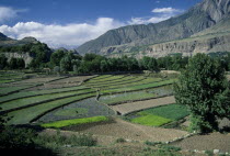View over rice terraces