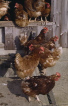 Free range hens exiting their coop.