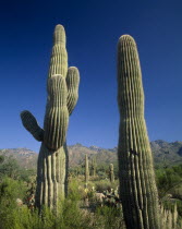 Saguaro Cacti growing amongst other vegetation in semi desert landscape.  Cloudless blue sky above.