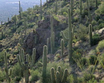 Saguaro Cacti growing on rocky hillside.
