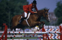 Male Show Jumper