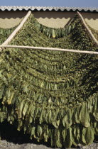 Tabacco leaves drying in the sun near Bitlis