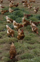 Free range hens roaming in a field.