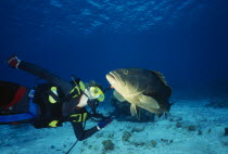Diver with a Nassau Grouper  Latin name  Epinephelus striatus