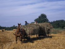 Farm workers on horse drawn cart of cut hay.