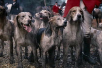 Men in traditional dress standing with pack of hounds