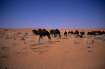 Herd of camels grazing in sandy desert  sparse scrubby vegetation