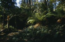 Path into dense jungle.