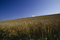 Field of ripe wheat with poppies and blue sky.