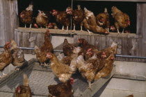 Free range hens leaving their coop.