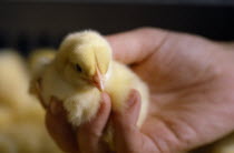 Day old chick held in hand.