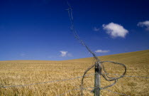 Wheat field against a blue sky with a wire fence in the foreground.