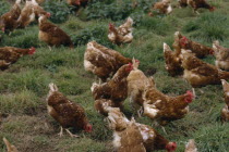 Free range chickens roaming in field.