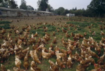 Free range hens roaming in a field.